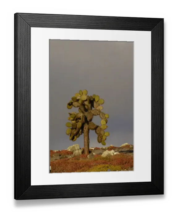 Framed Print : Giant Prickly Pear Cactus (Opuntia echios) and Sea Purslane (Sesuvium portulacastrum) Framed Print : Giant Prickly Pear Cactus (Opuntia echios) and Sea Purslane (Sesuvium portulacastrum)
