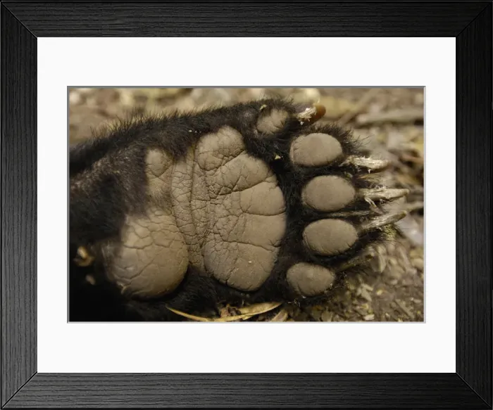 Framed Print : Spectacled or Andean Bear (Tremarctos ornatus) Cloud Forest and Paramo Habitat