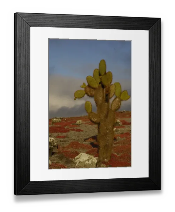 Framed Print : Giant Prickly Pear Cactus (Opuntia echios) and Sea Purslane (Sesuvium portulacastrum)