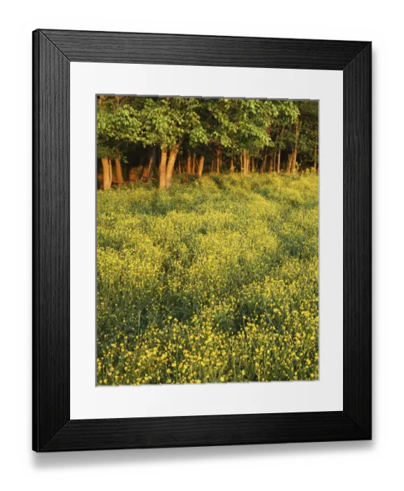Framed Print : USA, Missouri, Ripley County, Buttercup field at sunset Framed Print : USA, Missouri, Ripley County, Buttercup field at sunset