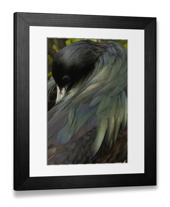 Framed Print : Great frigatebird (Fregata minor) GALAPAGOS ISLANDS ECUADOR South America