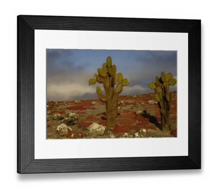 Framed Print : Giant Prickly Pear Cactus (Opuntia echios) and Sea Purslane (Sesuvium portulacastrum) Framed Print : Giant Prickly Pear Cactus (Opuntia echios) and Sea Purslane (Sesuvium portulacastrum)