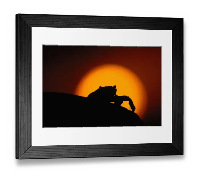 Framed Print : Sally lightfoot crab (Grapsus grapsus) Espanola (Hood) Island Galapagos Islands