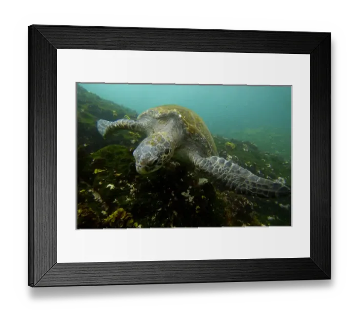 Framed Print : Pacific green turtle (Chelonia mydas agassisi) off Santiago (James) Island. GALAPAGOS Framed Print : Pacific green turtle (Chelonia mydas agassisi) off Santiago (James) Island. GALAPAGOS