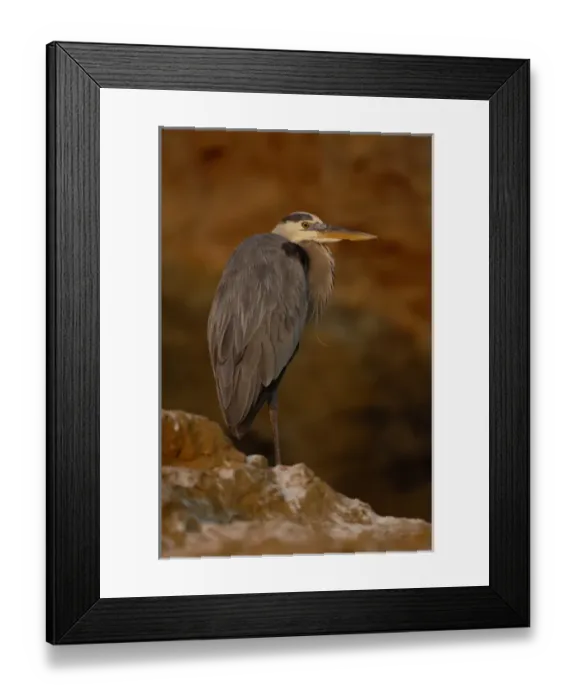 Framed Print : Great blue heron (Ardea herodias). Tagus Cove, Isabela Island. GALAPAGOS. ECUADOR Framed Print : Great blue heron (Ardea herodias). Tagus Cove, Isabela Island. GALAPAGOS. ECUADOR