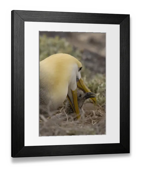 Framed Print : Waved albatross (Phoebastria irrorata) & chick Espanola (Hood) Island. Galapagos Framed Print : Waved albatross (Phoebastria irrorata) & chick Espanola (Hood) Island. Galapagos