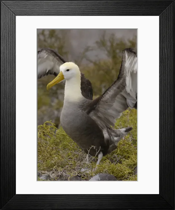 Framed Print : Waved albatross (Phoebastria irrorata) pair in courtship ritual which they perfect over the years Framed Print : Waved albatross (Phoebastria irrorata) pair in courtship ritual which they perfect over the years