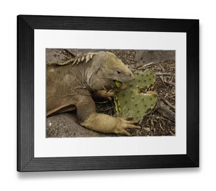 Framed Print : Santa Fe Land Iguana (Conolophus pallidus) Santa Fe Island Galapagos Islands Framed Print : Santa Fe Land Iguana (Conolophus pallidus) Santa Fe Island Galapagos Islands