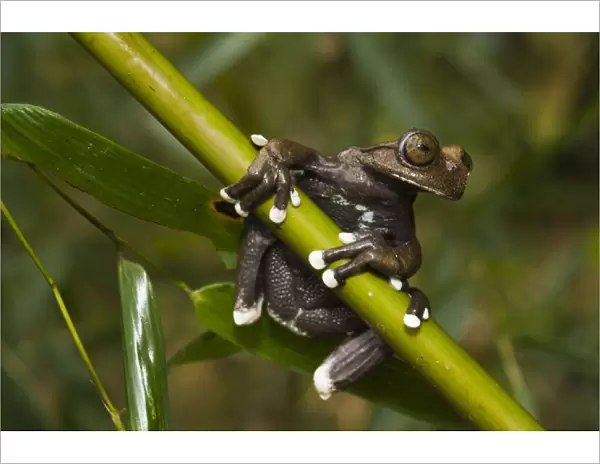 Tapichalaca Tree Frog (Hyloscirtus tapichalaca) CAPTIVE Tapichalaca Reserve