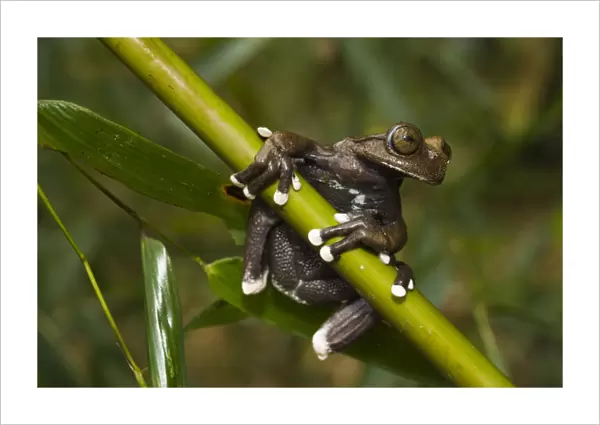 Tapichalaca Tree Frog (Hyloscirtus tapichalaca) CAPTIVE Tapichalaca Reserve