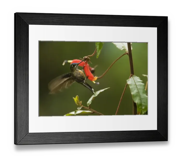Framed Print : Long-tailed Sylph (Aglaiocercus kingi) Female Cloud forest, Tapichalaca Reserve Framed Print : Long-tailed Sylph (Aglaiocercus kingi) Female Cloud forest, Tapichalaca Reserve