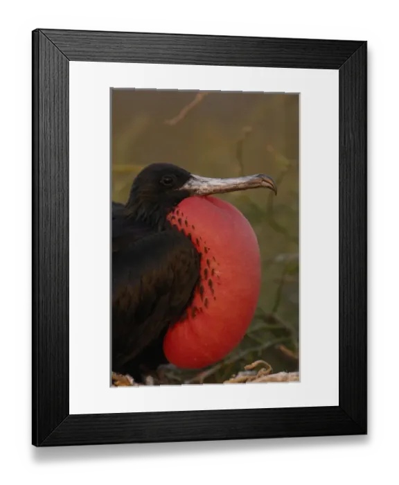 Framed Print : Magnificent frigatebird (Fregata magnificens) North Seymour Island Framed Print : Magnificent frigatebird (Fregata magnificens) North Seymour Island
