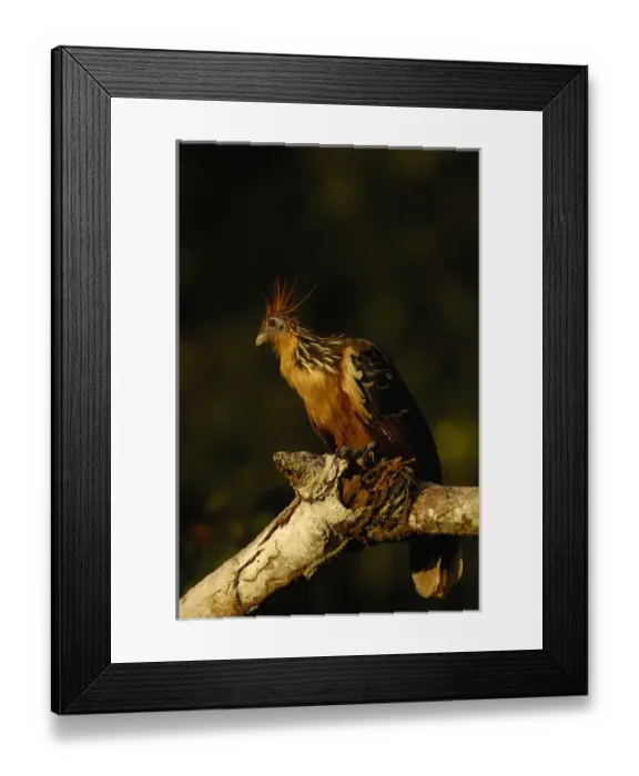Framed Print : Hoatzin (Opisthocomus hoazin) Yasuni National Park. Amazon Rain Forest. ECUADOR