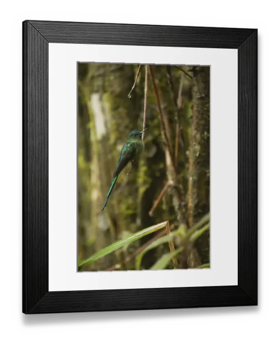 Framed Print : Long-tailed Sylph (Aglaiocercus kingi) Male Cloud forest, Tapichalaca Reserve Framed Print : Long-tailed Sylph (Aglaiocercus kingi) Male Cloud forest, Tapichalaca Reserve