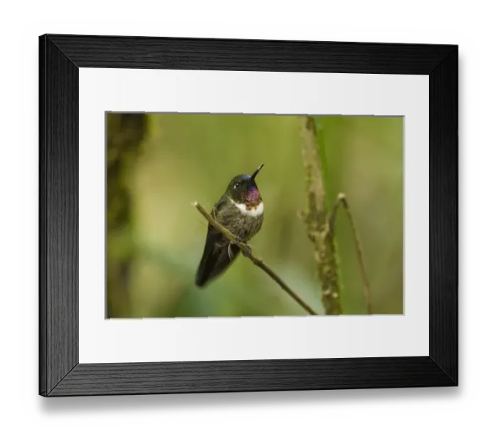 Framed Print : Amethyst-throated Sunangel (Heliangelus amethysticollis) Cloud forest, Tapichalaca Framed Print : Amethyst-throated Sunangel (Heliangelus amethysticollis) Cloud forest, Tapichalaca
