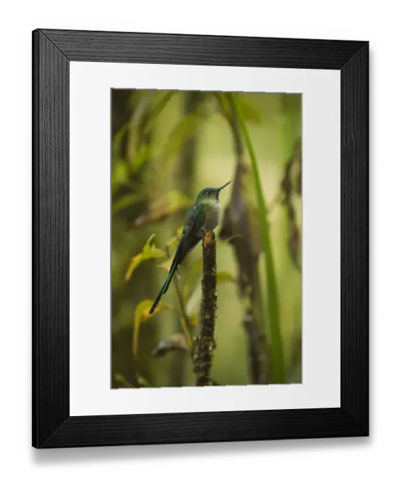 Framed Print : Long-tailed Sylph (Aglaiocercus kingi) Male Cloud forest, Tapichalaca Reserve