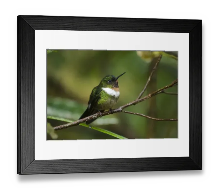 Framed Print : Amethyst-throated Sunangel (Heliangelus amethysticollis) Cloud forest, Tapichalaca Framed Print : Amethyst-throated Sunangel (Heliangelus amethysticollis) Cloud forest, Tapichalaca
