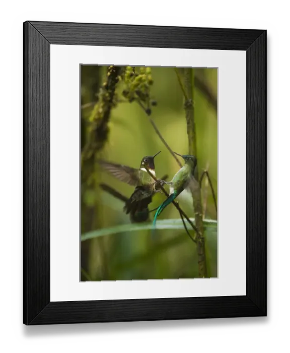 Framed Print : Amethyst-throated Sunangel (Heliangelus amethysticollis) Cloud forest, Tapichalaca
