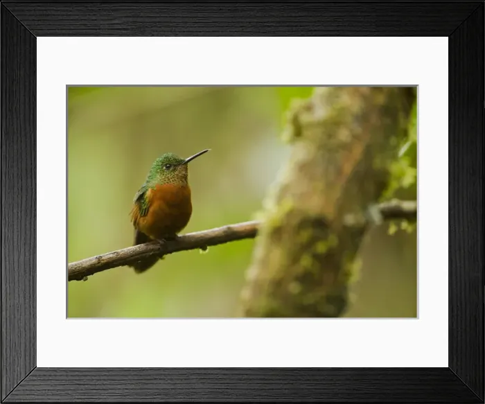 Framed Print : Chestnut-breasted Coronet (Boissonneaua matthewsii) Cloud forest, Tapichalaca Reserve