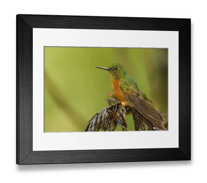Framed Print : Chestnut-breasted Coronet (Boissonneaua matthewsii) Cloud forest, Tapichalaca Reserve