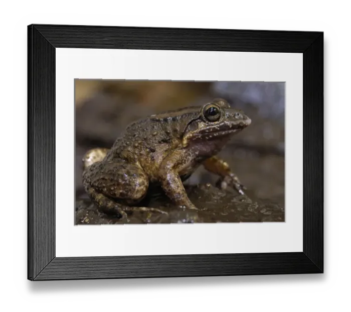 Framed Print : Coastal mud frog (Leptodactylus ventrimaculatus) Subtropical Coastal ECUADOR. South Framed Print : Coastal mud frog (Leptodactylus ventrimaculatus) Subtropical Coastal ECUADOR. South