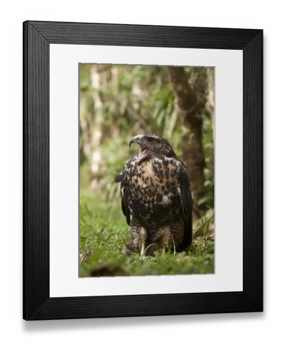 Framed Print : Black-capped Hemispingus (Hemispingus atropileus) CAPTIVE Podocarpus National Park Framed Print : Black-capped Hemispingus (Hemispingus atropileus) CAPTIVE Podocarpus National Park