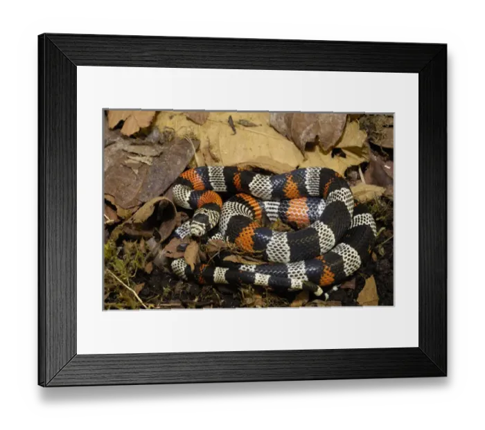 Framed Print : False Coral Snake (Lampropeltis triangulum) Andes, ECUADOR. South America Framed Print : False Coral Snake (Lampropeltis triangulum) Andes, ECUADOR. South America