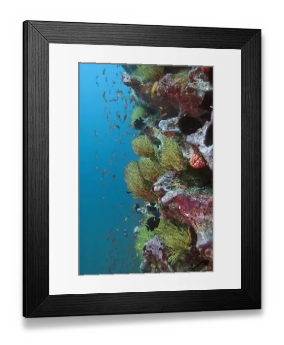 Framed Print : Black Coral (Antipathes sp. ) Central Isles GALAPAGOS ISLANDS ECUADOR. South Framed Print : Black Coral (Antipathes sp. ) Central Isles GALAPAGOS ISLANDS ECUADOR. South