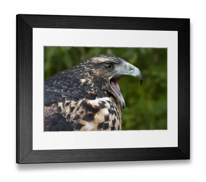 Framed Print : Black-capped Hemispingus (Hemispingus atropileus) CAPTIVE Podocarpus National Park Framed Print : Black-capped Hemispingus (Hemispingus atropileus) CAPTIVE Podocarpus National Park