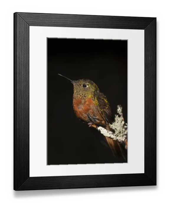 Framed Print : Chestnut-breasted Coronet (Boissonneaua matthewsii) CAPTIVE Podocarpus National Park Framed Print : Chestnut-breasted Coronet (Boissonneaua matthewsii) CAPTIVE Podocarpus National Park