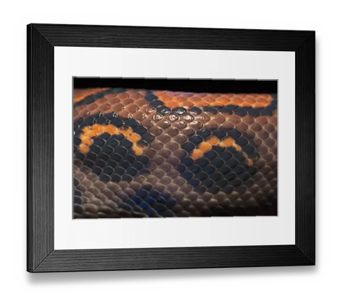 Framed Print : Rainbow Boa (Epicrates cenchria cenchria) CAPTIVE Amazon rainforest, ECUADOR Framed Print : Rainbow Boa (Epicrates cenchria cenchria) CAPTIVE Amazon rainforest, ECUADOR
