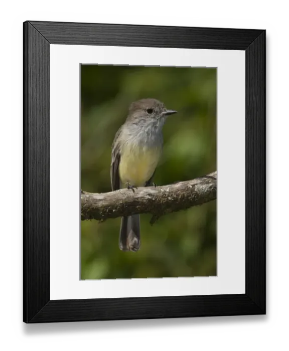 Framed Print : Galapagos Flycatcher (Myiarchus magnirostris) Santiago Island, GALAPAGOS ISLANDS Framed Print : Galapagos Flycatcher (Myiarchus magnirostris) Santiago Island, GALAPAGOS ISLANDS