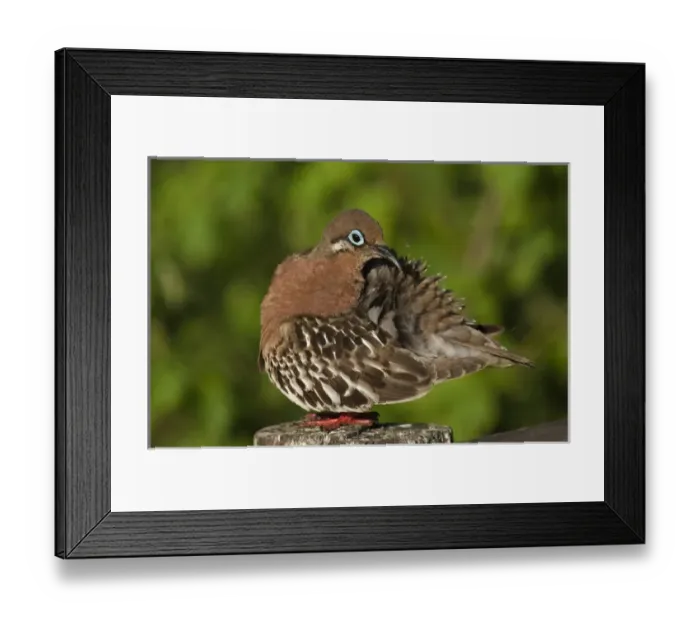 Framed Print : Galapagos Dove (Zenaida galapagoensis) Puerto Ayora, Santa Cruz Island Framed Print : Galapagos Dove (Zenaida galapagoensis) Puerto Ayora, Santa Cruz Island