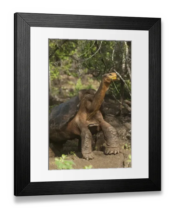 Framed Print : Galapagos Giant Tortoise - Saddleback form (Geochelone elephantophus hoodensis) Framed Print : Galapagos Giant Tortoise - Saddleback form (Geochelone elephantophus hoodensis)