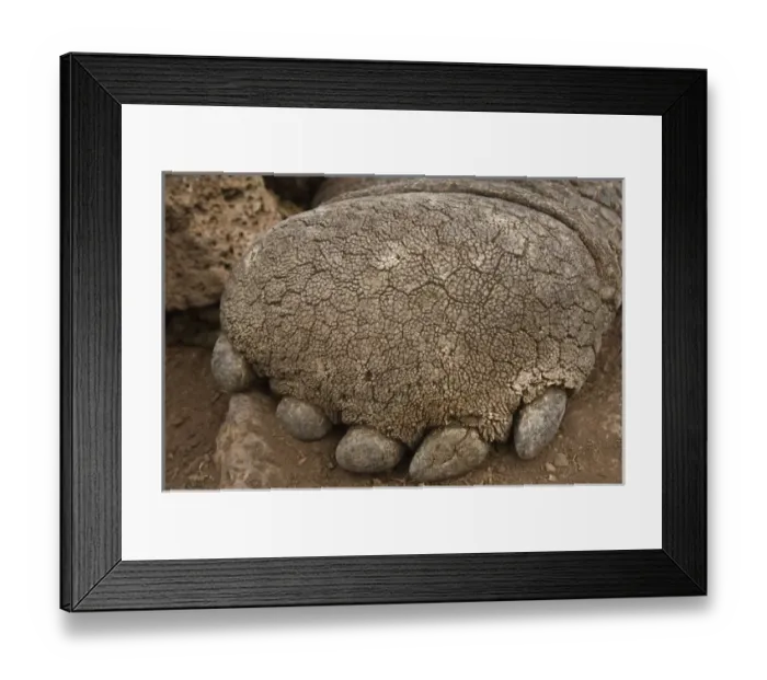 Framed Print : Galapagos Giant Tortoise (Geochelone elephantophus) CDRS, Charlse Darwin Research Station Framed Print : Galapagos Giant Tortoise (Geochelone elephantophus) CDRS, Charlse Darwin Research Station