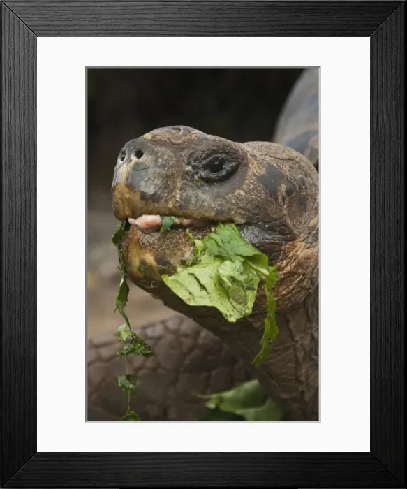 Framed Print : Galapagos Giant Tortoises (Geochelone elephantophus) CDRS, Charlse Darwin Research Station