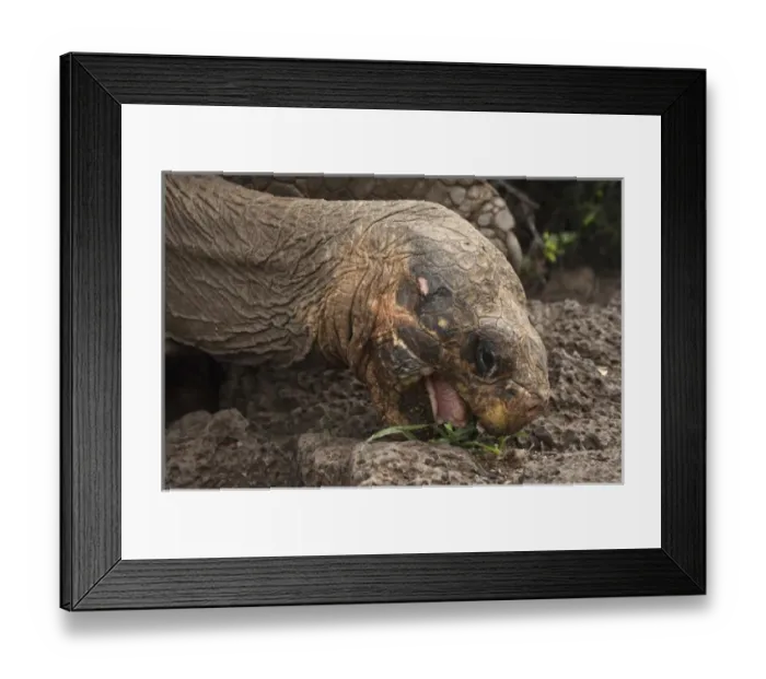 Framed Print : Galapagos Giant Tortoises (Geochelone elephantophus) CDRS, Charlse Darwin Research Station