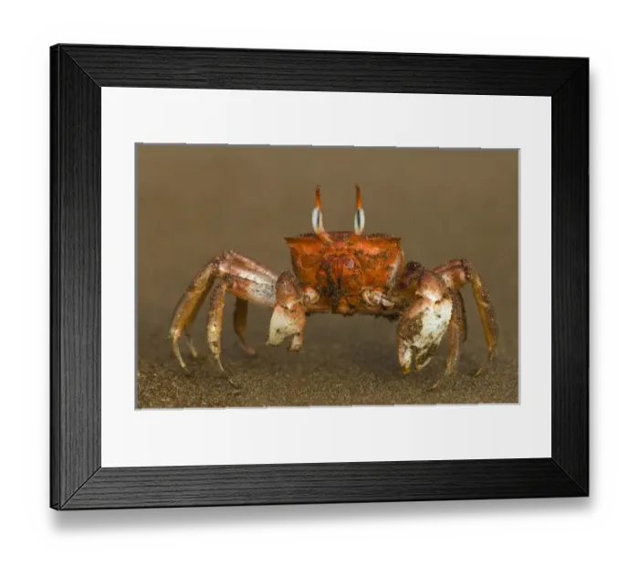 Framed Print : Ghost Crab (Ocypode gaudichaudii) Santiago Island, GALAPAGOS ISLANDS Framed Print : Ghost Crab (Ocypode gaudichaudii) Santiago Island, GALAPAGOS ISLANDS