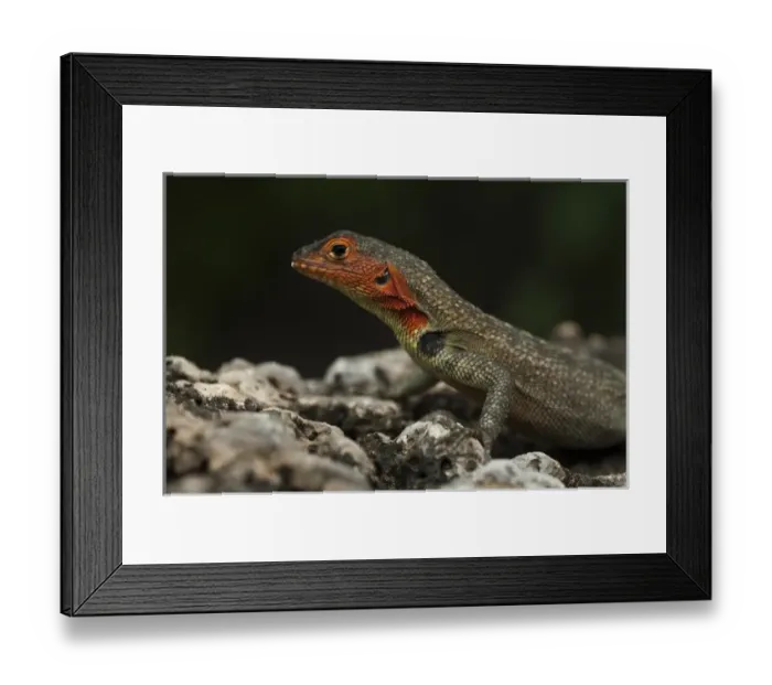Framed Print : Lava Lizard female (Microlophus albemarlensis) Puerto Ayora, Santa Cruz Island