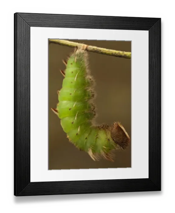 Framed Print : Achilles Morpho Caterpillar Pupating(Morpho achilles) Napo River bordering Yasuni National Park Framed Print : Achilles Morpho Caterpillar Pupating(Morpho achilles) Napo River bordering Yasuni National Park