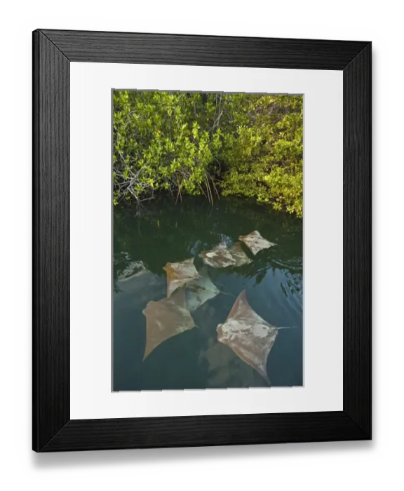 Framed Print : Golden Cownose Rays (Rhinoptera steindachneri) Santa Cruz Island, GALAPAGOS ISLANDS Framed Print : Golden Cownose Rays (Rhinoptera steindachneri) Santa Cruz Island, GALAPAGOS ISLANDS