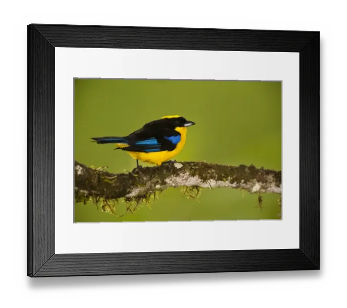 Framed Print : Blue-winged Mountain-tanager (Anisognathus somptuosus) Mindo Cloud Forest Framed Print : Blue-winged Mountain-tanager (Anisognathus somptuosus) Mindo Cloud Forest