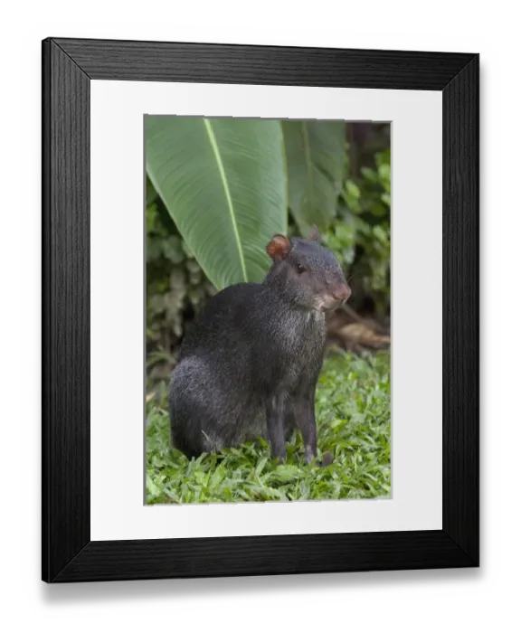 Framed Print : Black Agouti (Dasyprocta fuliginosa) Amazon Rain Forest. ECUADOR. South America Framed Print : Black Agouti (Dasyprocta fuliginosa) Amazon Rain Forest. ECUADOR. South America