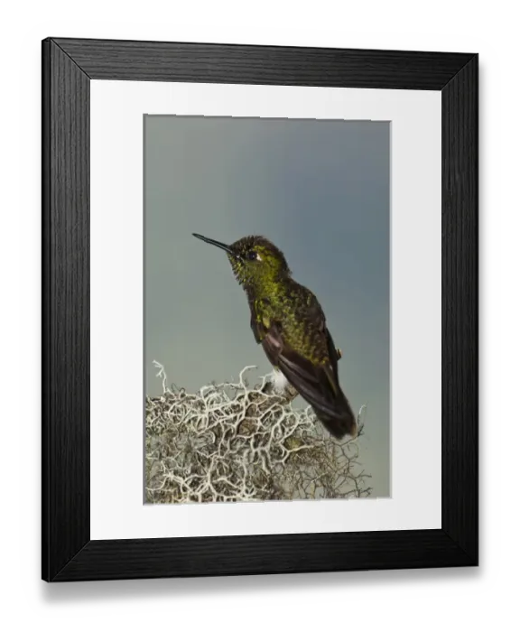 Framed Print : Buff-tailed Coronet (Boissonneaua flavescens) on Feeder Mindo Cloud Forest Framed Print : Buff-tailed Coronet (Boissonneaua flavescens) on Feeder Mindo Cloud Forest