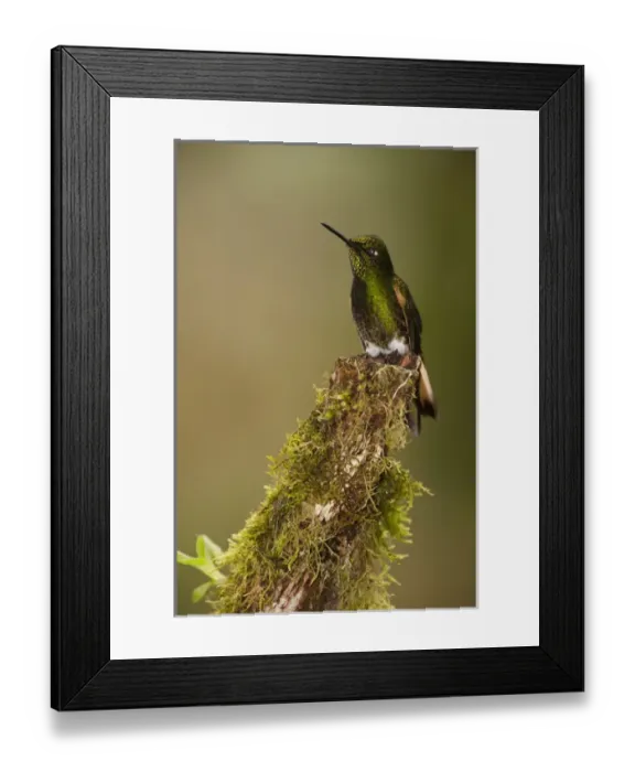 Framed Print : Buff-tailed Coronet (Boissonneaua flavescens) on Feeder Mindo Cloud Forest Framed Print : Buff-tailed Coronet (Boissonneaua flavescens) on Feeder Mindo Cloud Forest