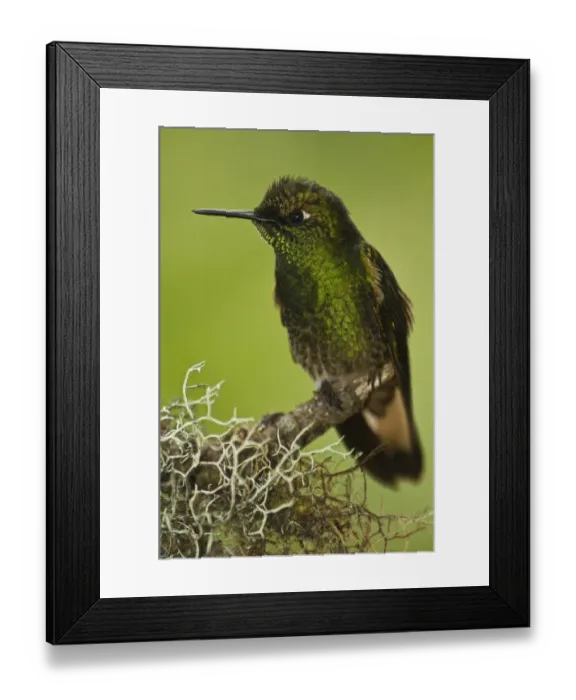 Framed Print : Buff-tailed Coronet (Boissonneaua flavescens) on Feeder Mindo Cloud Forest Framed Print : Buff-tailed Coronet (Boissonneaua flavescens) on Feeder Mindo Cloud Forest