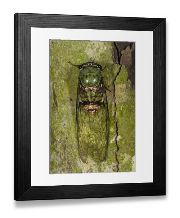 Framed Print : Cicada (Cicadidae) Napo River bordering Yasuni National Park, Amazon Rainforest