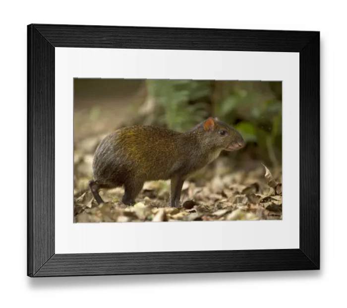 Framed Print : Central American Agouti (Dasyprocta punctata) Mindo Cloud Forest