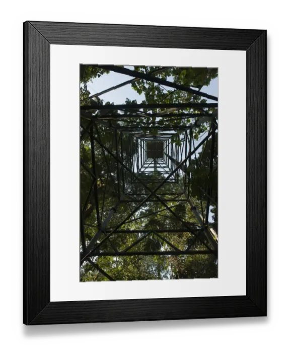 Framed Print : Canopy Walkway at Sacha Lodge. 275m long, 36m high rigid walkway Framed Print : Canopy Walkway at Sacha Lodge. 275m long, 36m high rigid walkway