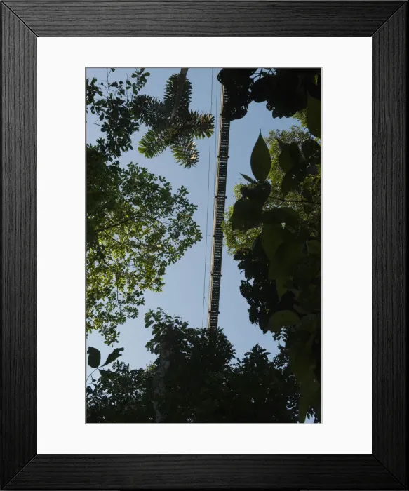 Framed Print : Canopy Walkway at Sacha Lodge. 275m long, 36m high rigid walkway